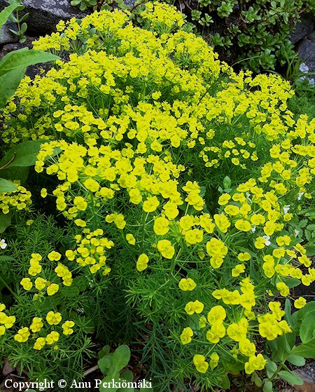  Euphorbia cyparissias, tarhatyrkki 